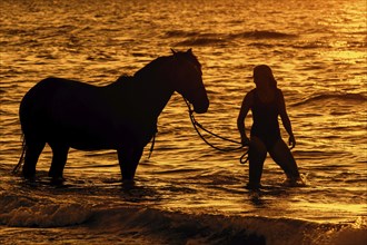 Horsewoman, female horse rider bathing, paddling with horse in shallow water on the beach at sunset