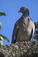 Common wood pigeon (Columba palumbus) on a tree, Mecklenburg-Western Pomerania, Germany, Europe