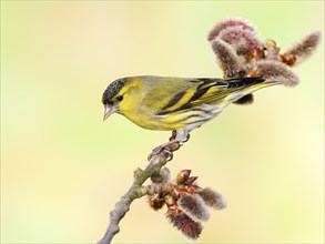 Eurasian siskin (Carduelis spinus) male sitting on a branch of a aspen (Populus tremula),