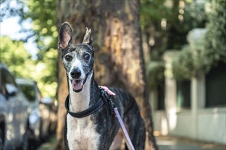 Portrait of a black and white Spanish greyhound dog looking at the camera outdoors, wearing a