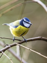 Blue Tit, Cyanistes Caeruleus, bird in forest