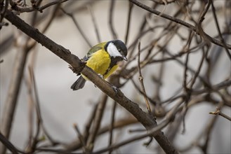 A great tit (Parus major) sitting on a branch, surrounded by bare twigs, Neunkirchen, Lower