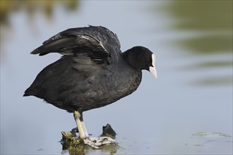 Common coot (Fulica atra), North Rhine-Westphalia, Germany, Europe