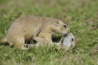 Black-tailed prairie dog (Cynomys ludovicianus) with young, captive, occurring in North America