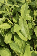 Cape plumbago (Plumbago auriculata, Plumbago capensis), leaves with water droplets, ornamental