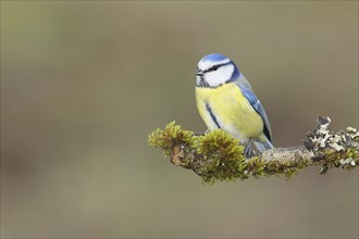 Blue tit (Parus caeruleus), sitting on a branch overgrown with lichen and moss, Wilnsdorf, North