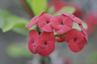 Crown of thorns (Euphorbia milii), flowers, native to Madagascar, ornamental plant, North