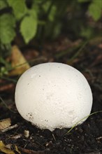 Giant puffball (Langermannia gigantea, Calvatia gigantea), North Rhine-Westphalia, Germany, Europe