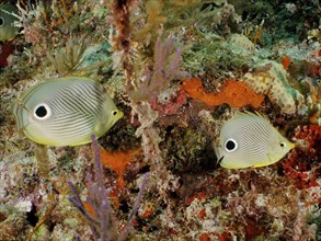 Close-up of a pair of Four-eye Butterflyfish (Chaetodon capistratus) on a tropical coral reef. Dive