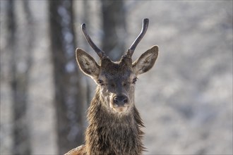 Red deer (Cervus elaphus), Volcanic Eifel, Rhineland-Palatinate, Germany, Europe