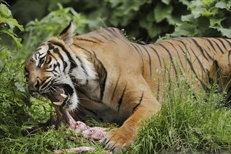 Sumatran tiger (Panthera tigris sumatrae), feeding, captive, occurring on Sumatra, Indonesia, Asia