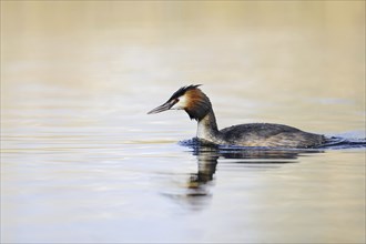 Great Crested Grebe (Podiceps cristatus), North Rhine-Westphalia, Germany, Europe