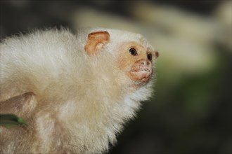 Silver monkey or silver marmoset (Mico argentatus, Callithrix argentata), captive, occurring in