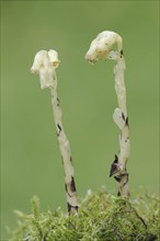 Spruce asparagus (Monotropa hypopitys, Hypopitys monotropa), North Rhine-Westphalia, Germany,