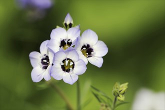 Bird's eye or tricolour gilia (Gilia tricolor), flowers, native to North America, ornamental plant,