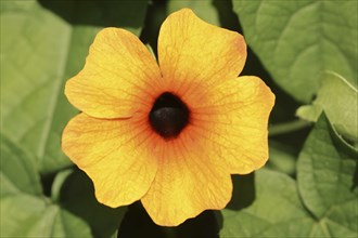 Black-eyed susan vine (Thunbergia alata), flower, ornamental plant, North Rhine-Westphalia,