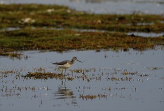 Common greenshank (Tringa nebularia) standing in shallow water, Poel Island, Mecklenburg-Western