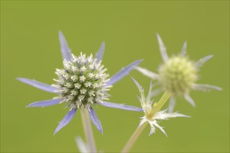 Amethyst sea holly (Eryngium amethystinum), flowers, ornamental plant, North Rhine-Westphalia,