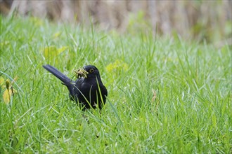 Blackbird in a park after a successful foraging trip, spring, Germany, Europe