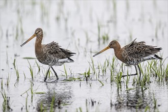 Black-tailed godwits (Limosa limosa), Lower Saxony, Germany, Europe