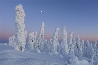 Snow-covered trees in the Arctic at dusk, Dalton Highway, Alaska, USA, North America