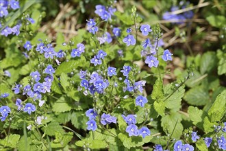 Germander speedwell (Veronica chamaedrys), medicinal plant, Wilnsdorf, North Rhine-Westphalia,