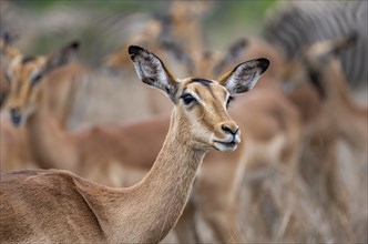 Impala (Aepyceros melampus), female, animal portrait, black heeler antelope, Kruger National Park,