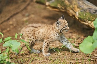 Eurasian lynx (Lynx lynx), kitten staying on the forestground, captive, Germany, Europe