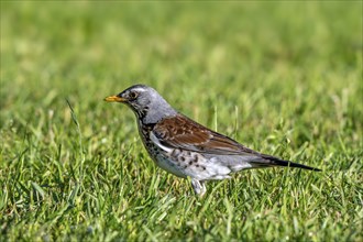 Fieldfare (Turdus pilaris) adult foraging in grassland, meadow