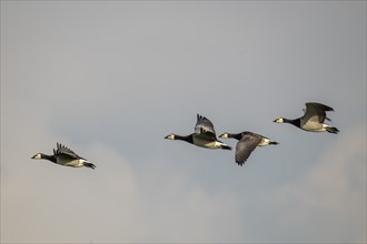 Barnacle geese or barnacle geese (Branta leucopsis) flying in formation over Hauke-Haien-Koog