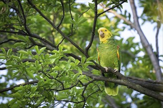 Yellow-headed Amazon (Amazona oratrix belizensis) on a branch, Rosensteinpark, Stuttgart,