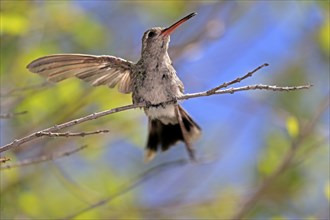 Broad-billed hummingbird (Cynanthus latirostris), adult, female, in perch, Sonoran Desert, Arizona,