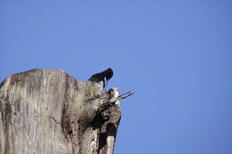 Black woodpecker (Dryocopus martius), June, Saxony, Germany, Europe