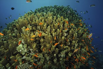 Large colony of pore coral (Pocillopora eydouxi) large coral block stony corals hard corals