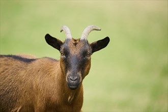 Domestic goat (Capra hircus), standing on a meadow, portrait, wildlife Park Aurach near Kitzbuehl,