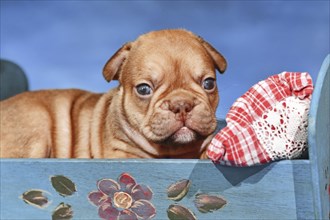 Choco Red French Bulldog dog puppy in bed in front of blue background