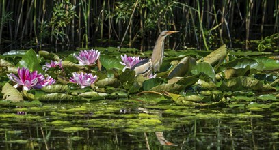 Common little bittern (Ixobrychus minutus, Ardea minuta) adult male resting among water lilies,