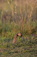 Little owl (Athene noctua), flying, Emsland, Lower Saxony, Germany, Europe