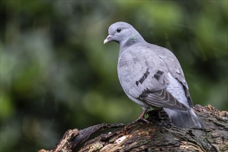 Stock Dove (Columba oenas), Emsland, Lower Saxony, Germany, Europe