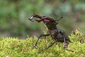 Stag beetle (Lucanus cervus), horned beetle, fire beetle, male with large mandibles, upper jaw,