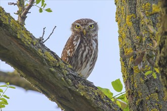 Little owl (Athene noctua) adult bird sitting in a tree, endangered bird species in Central Europe,