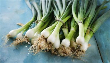 Vegetable, spring onion or spring onion, also known as winter onion, Allium fistulosum