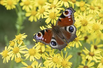 Peacock butterfly (Agleis io) on St James' ragwort (Jacobaea vulgaris), Emsland, Lower Saxony,