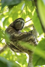 Brown-throated sloth (Bradypus variegatus) in a tree, Cahuita National Park, Costa Rica, Central