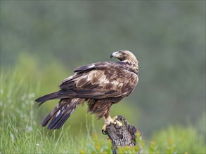 Golden eagle (Aquila chrysaetos) on its perch, a tree stump, Extremadura, Spain, Europe