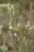 Small snails in the garden, July, Germany, Europe