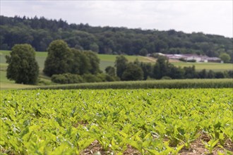 Sugar beet field (Beta vulgaris subsp. vulgaris), Baden -Württemberg, Germany, Europe