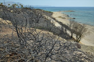 Charred trees on the coast with the sea in the background, a desolate atmosphere of devastation,