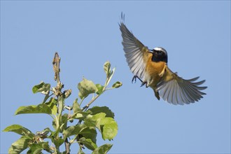 A common redstart (Phoenicurus phoenicurus), male, with outspread wings approaching the branch of