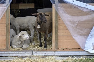 White Alpine sheep and black-brown mountain sheep